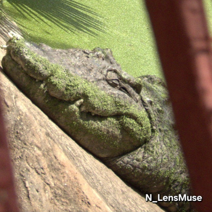 Nature Image